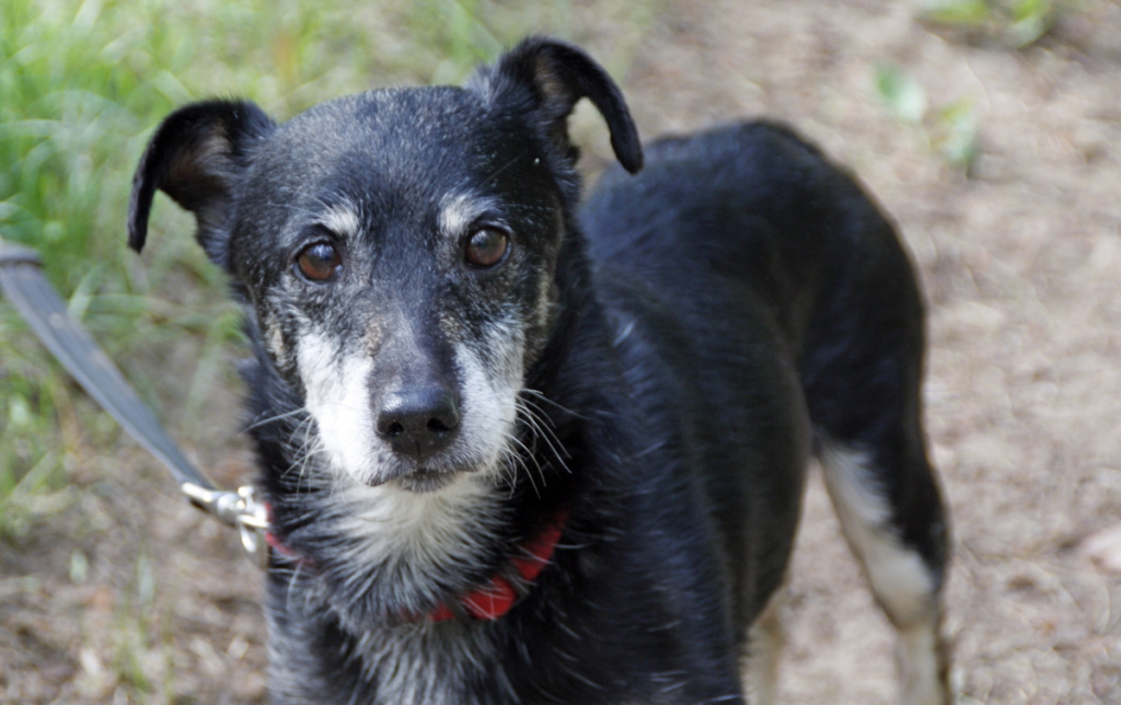 Puika 

Viņš ir augumā pats mazākais Ulubeles iemītnieks. Februārī atrasts klīstam gar lielveikalu. Neviens viņam pakaļ neatnāca. 6 – 7 gadus jaunais mazsunis ir žiperīgs un varonīgs. Viņam piemīt niķis – es negribu, ka mani liek pie pavadiņas, tāpēc suņukam tiek meklēti saimnieki ar māju vai lauku saimniecību. 