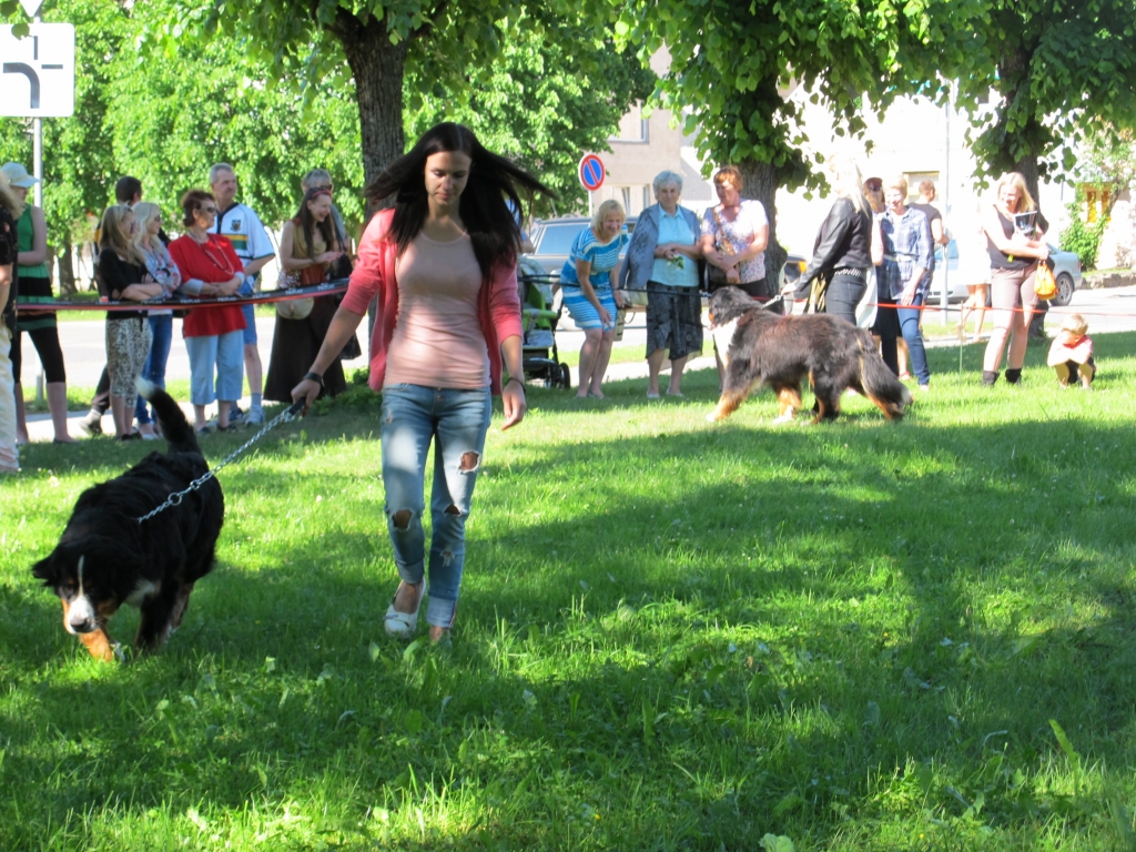 Lai savāktu līdzekļus nelaimē nonākušo dzīvnieku glābšanai, Valkas labdarības organizācija Dzīvnieku SOS “Sāra” rīkoja šķirnes un bezšķirnes suņu parādi, kurā ar prieku piedalījās arī valcēniete Laura Kubliņa kopā ar Bernes šķirnes ganu suni Rondo.                                                                                                                                   
Autors:  ALDIS DUBĻĀNS