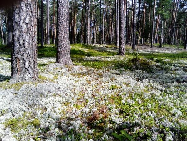 dabisks priežu sils