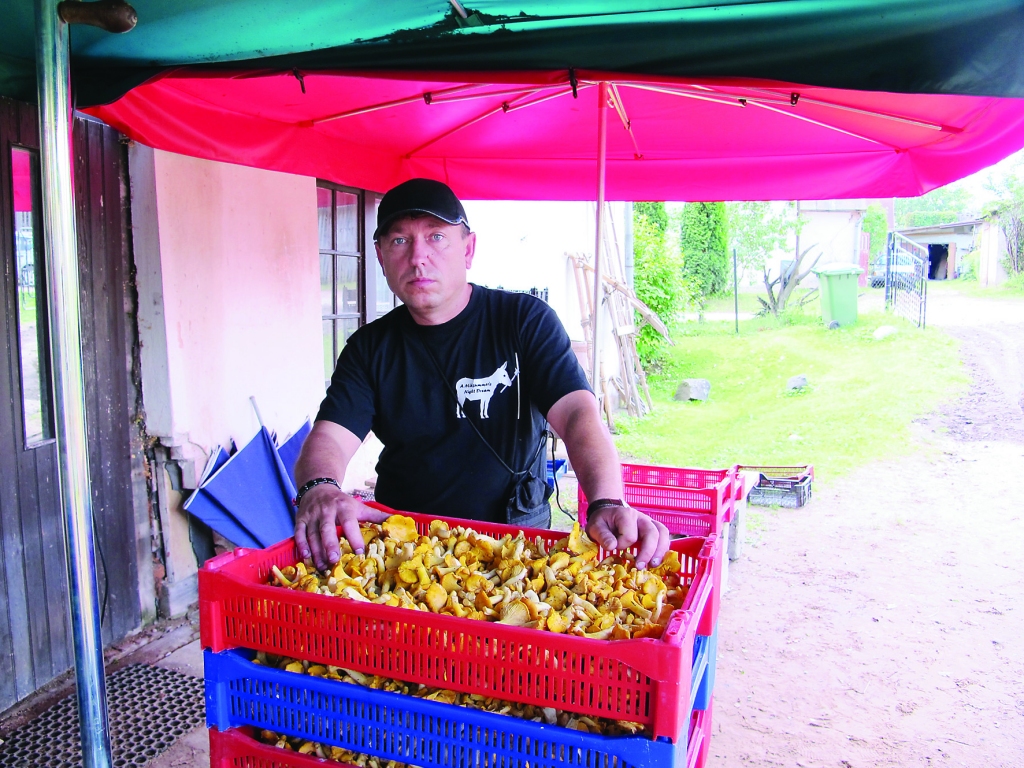 Uzpircējs Viktors Dmitrijevs uzskata, ka šosezon mežos ogas cilvēkiem nākas meklēt rūpīgi. 
Autors: AIVARS ZILBERS