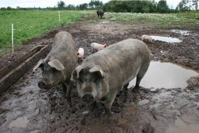 Autors: dzirkstele.diena.lv