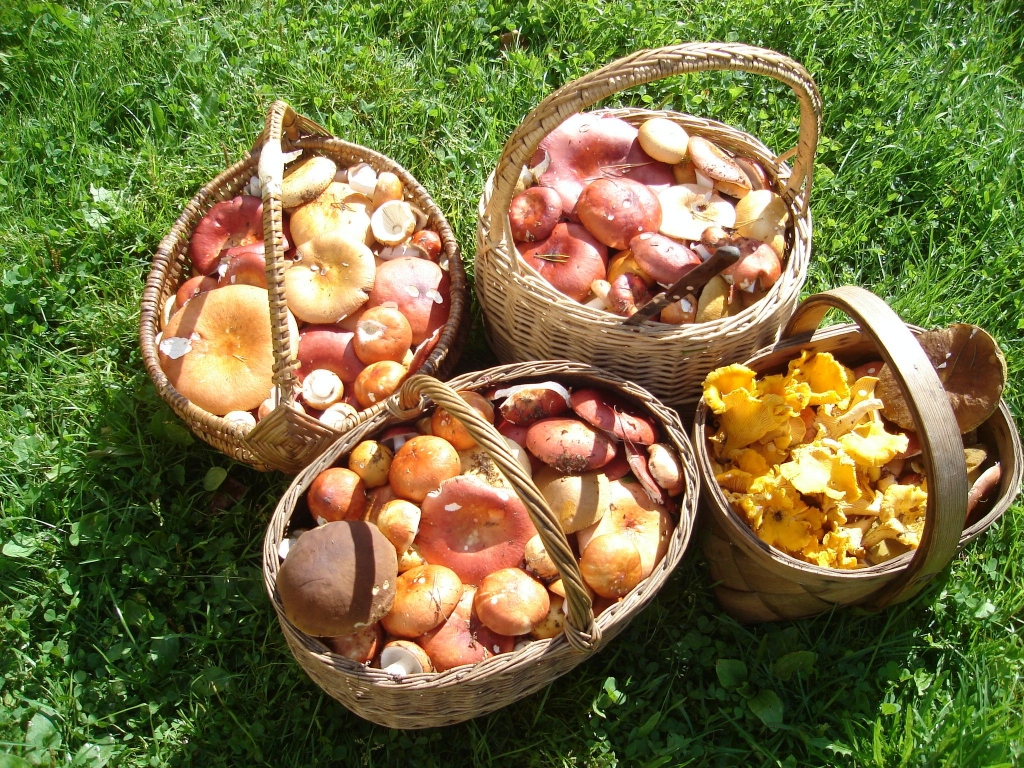 Autors: Sarmīte Ozola