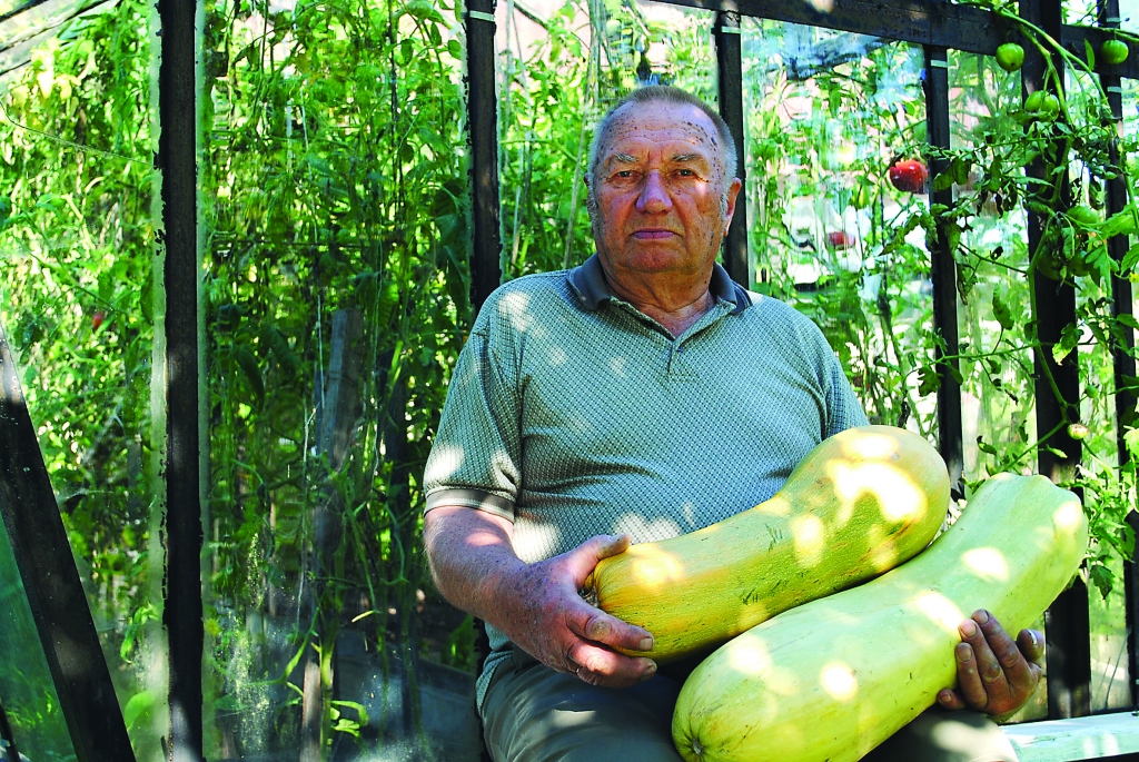 Ērikas Puriņas piemājas dārziņā Saltupos šoruden izauguši iespaidīga izmēra kabači, bija arī vareni tomāti, taču tie jau aizceļojuši pie dēla uz galvaspilsētu.                                                                                                                       
Autors:  SANTA SINKA