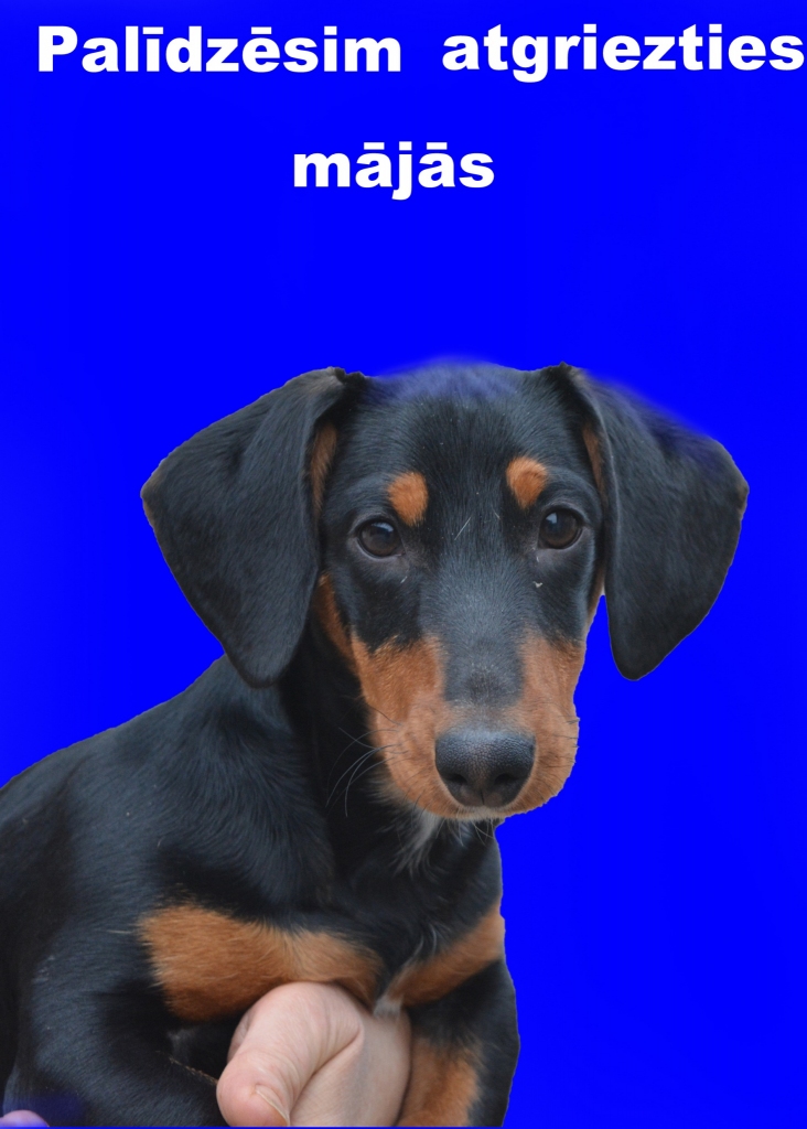 Autors:  Agita Ļeļeva