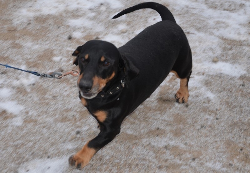 Šķirne
šķirnes
Dzimums
tēviņš
Vecums
4-8 gadi
Apraksts
Meklējam jaunas mājas šim draudzīgajam taksītim, no kura saimnieki ir atteikušies dzīvesvietas maiņas dēļ.