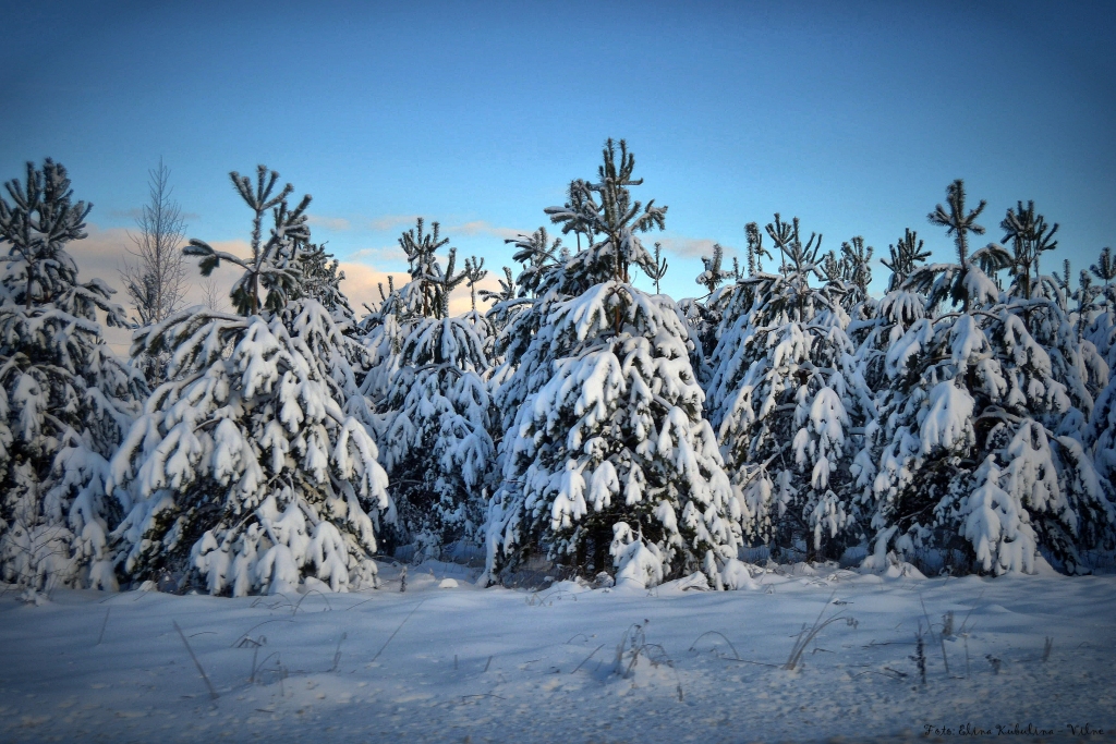 Autors: Elīna Kubuliņa - Vilne