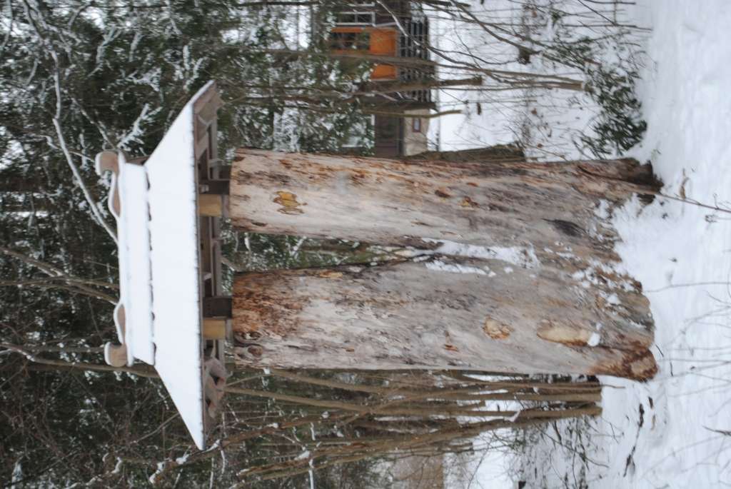 Par savdabīgu vides objektu pēc nozāģēšanas kļuvusi veca divžuburu priede (tās augstais celms) Silvā, šosejas malā. Šādi piemiņu par koku vēlējās saglabāt zemes privātīpašnieki.                                        
Autors:  SANDRA PĒTERSONE