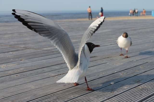 Spārni. 3_vieta. Foto - LDM arhīvs)
Autors: Andželika Babkauska