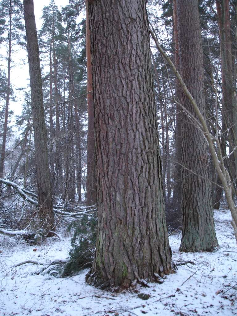 Viena dižpriede ar 2,67 metru apkārtmēru 1,3 metru augstumā no koka sakņu kakla aug Kauguru vērī, bijušā deju laukuma malā, bet otra, kas sadalās divos stumbros, ar 2,71 metra apkārtmēru – Kauguru vērī, attekas malā. 
Autors: PUBLICITĀTES