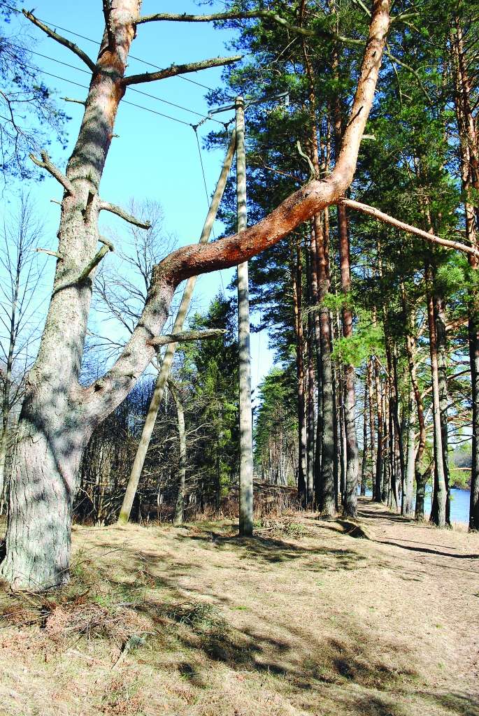 Attīrot vidējā sprieguma elektrolīnijas trases apkārtni Strenčos pie estrādes, zāģēšana  draud arī Gaujmalas lielajām priedēm un bērziem.                                                          
Autors:  SANDRA PĒTERSONE