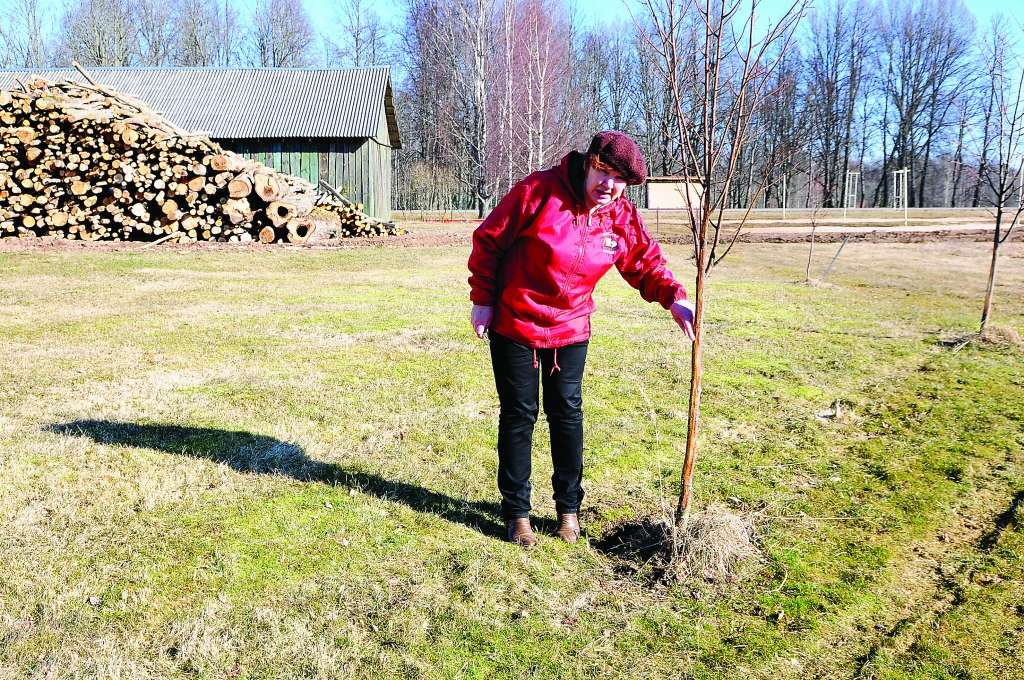 Automašīnas sliedes apliecina, ka kociņiem braukts taisni virsū.                                                                                                                                                                                
Autors:  AIVARS ZILBERS 
