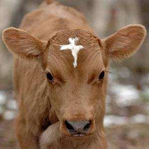 Attēlam ir tikai ilustrējoša nozīme!