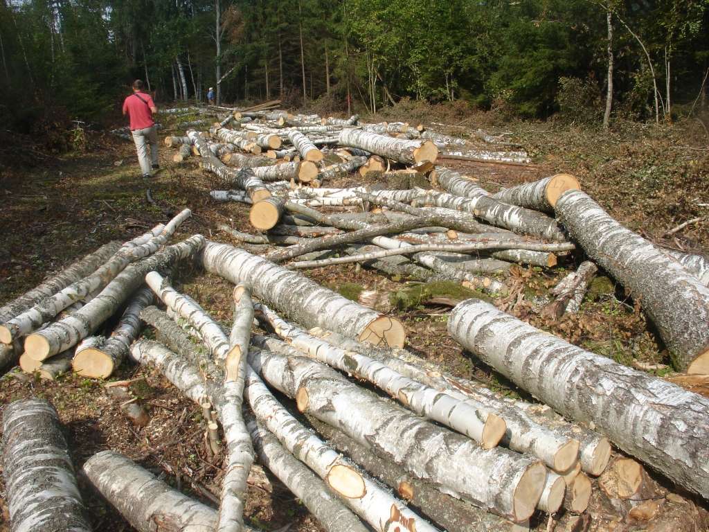 Autors: mezsaimnieks.lv