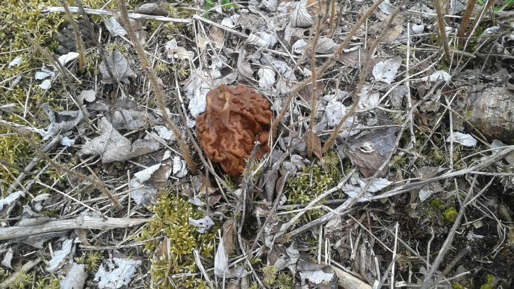 Bisīte (Vidzemes pusē dēvēta arī par murķeli vai ķerveli). Indīga! Ja lieto uzturā, ļoti svarīgi zināt, kā pareizi jāsagatavo!!! 
Autors: Sarmīte Ozola