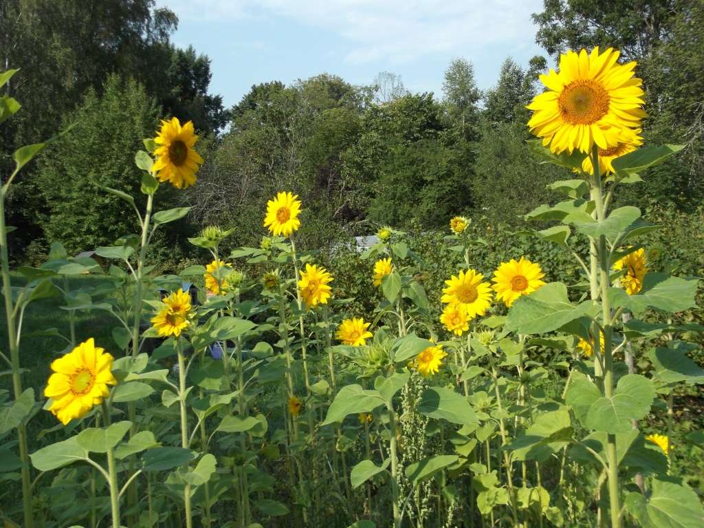 Autors: Sarmīte Ozola