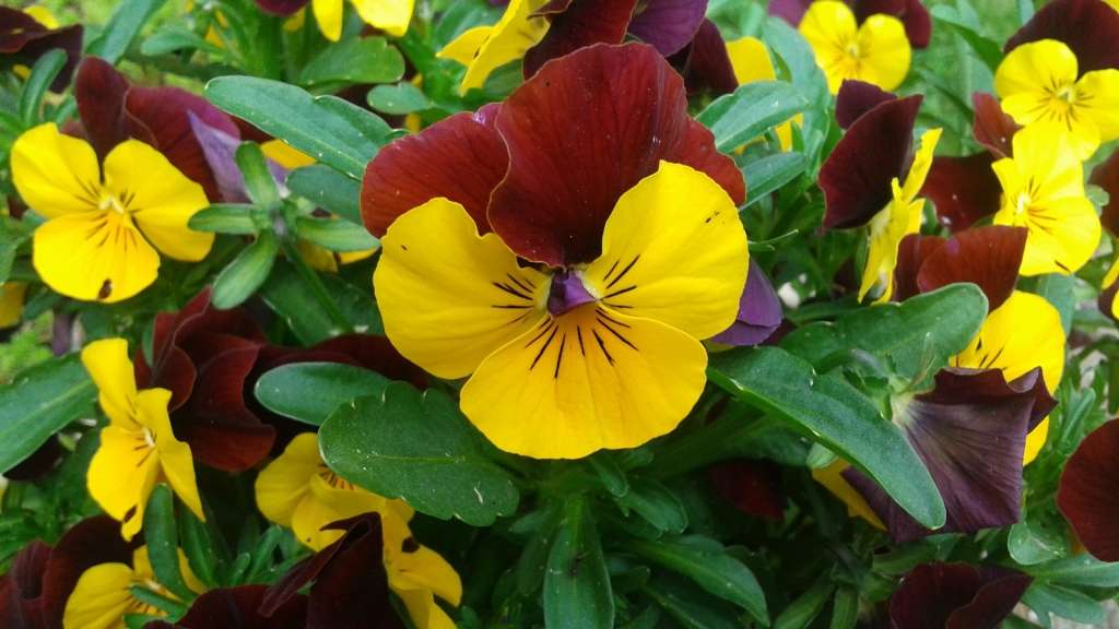 Autors: Sarmīte Ozola