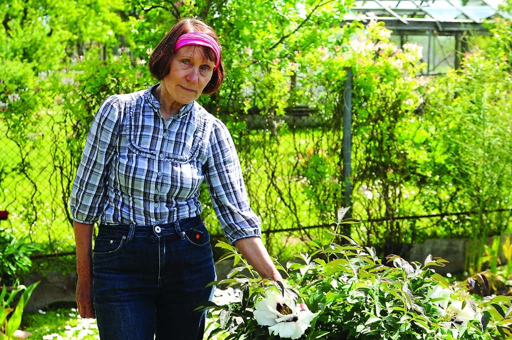 Šodienas vārda dienas gaviļnieces valcēnietes Noras Paukšēnas dārzs lepojas ar vairāk nekā divdesmit šķirņu peonijām.          
Autors: INGŪNA JOHANSONE