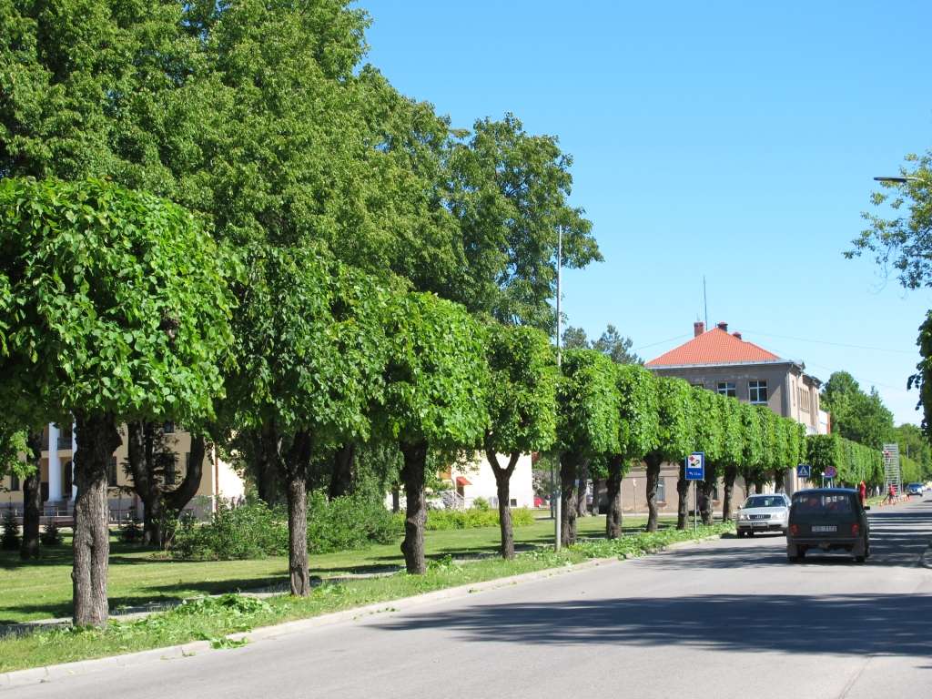  Jau otro gadu Valkā turpinās pilsētas centrā augošo liepu vainagu veidošana kuba formā.            
Autors:  INGA KARPOVA