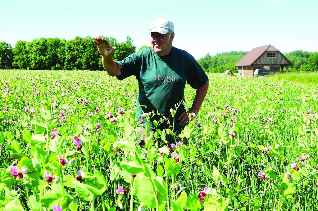 Ērģemes pagasta zemnieks Vilis Jansons stāsta, ka šogad agri iesējis zirņus un cer uz labu ražu. Pēc zirņu novākšanas sākas īstā ķēpa, jo novāktais ar rokām jāizšķiro, ja vēlas piedāvāt pircējiem labu preci. Kaut zirņi saimniecībā nav galvenā tirgus prece, Vilis tos audzē daudzus gadus, jo tie labi uzlabo zemi.                                                                                                                                                                                                                                               
Autors:  AIVARS ZILBERS