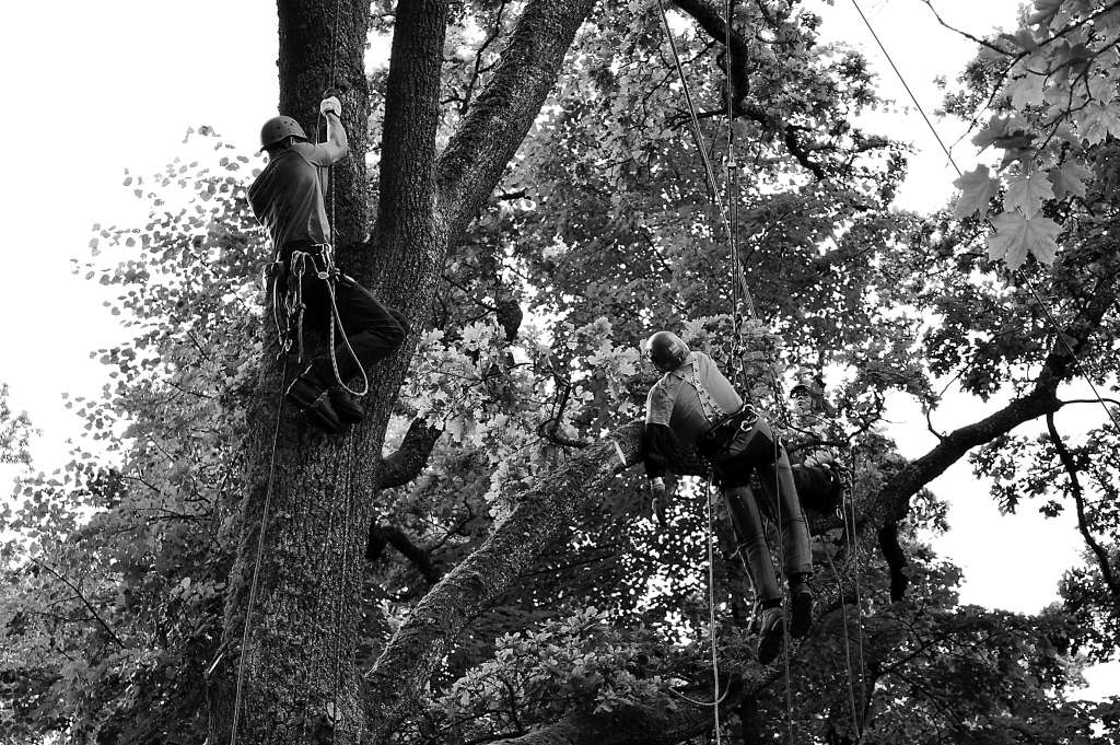 Glābšanas disciplīna, kad no koka jānoceļ kolēģis (šajā gadījumā manekens), čempionātā ir viena no grūtākajām, atzīst arboristi. 
Autors: SANDRA PĒTERSONE