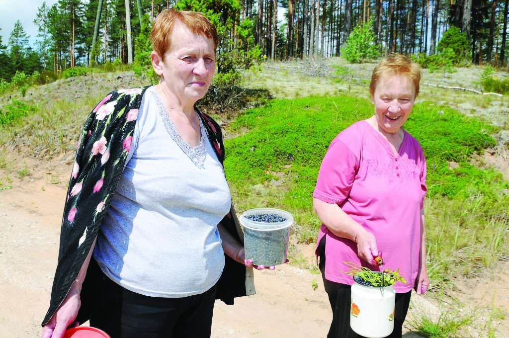 Brigita un Ingrīda apliecina, ka nav atradušas nevienu gaileni un sākušas lasīt mellenes. 
Autors: AIVARS ZILBERS