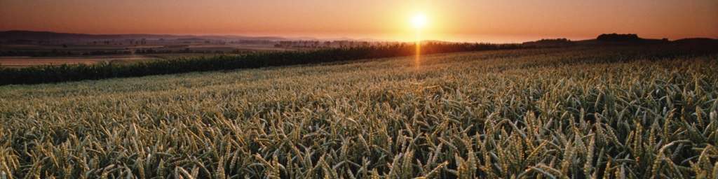 Autors: laukutikls.lv