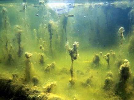 Zilaļģu ziedēšana./
Attēlam ir tikai ilustrējoša nozīme!
Autors: LETA