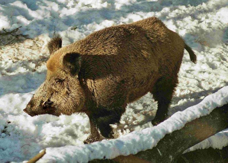 Autors: Velga Vītola