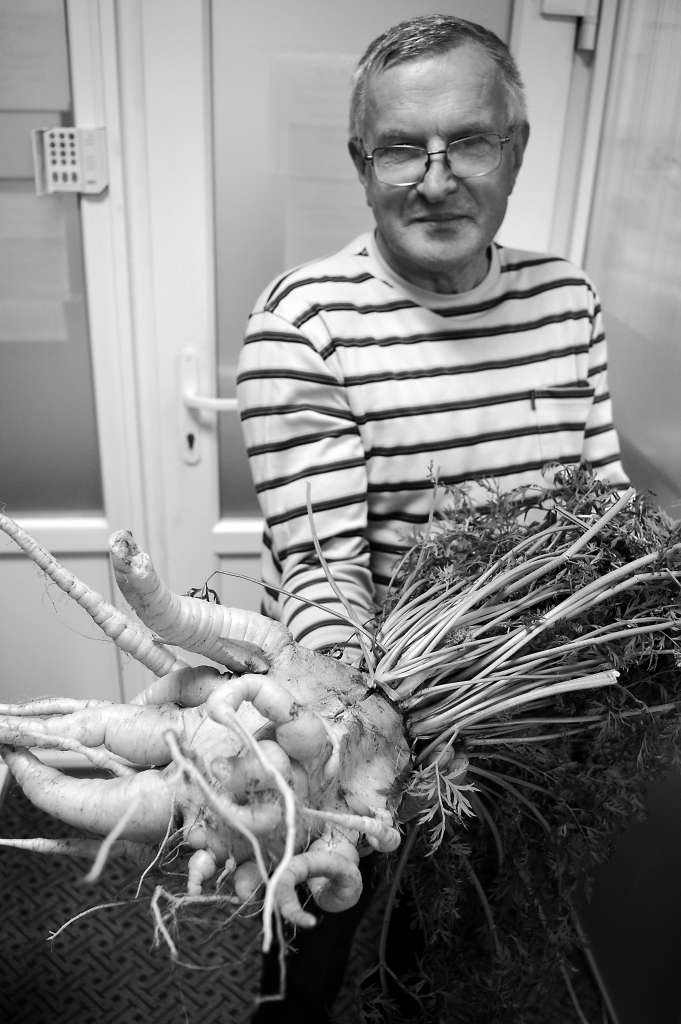 Smiltenieša Andreja Kļaviņa mazmeita šajā milzīgajā burkānā saredzējusi līdzību ar cilvēka plaukstu.                                                  
Autors:  SANDRA PĒTERSONE