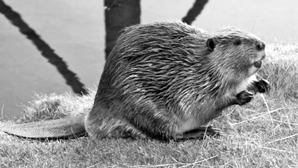 Grams bebra dziedzeru pulverīša cara laikos maksājis 5 zelta rubļus! Cilvēks antibiotikas vēl nepazina, tādēļ izmantoja dabas līdzekļus.
Autors:  NO WWW.LAT.GOROD.LV