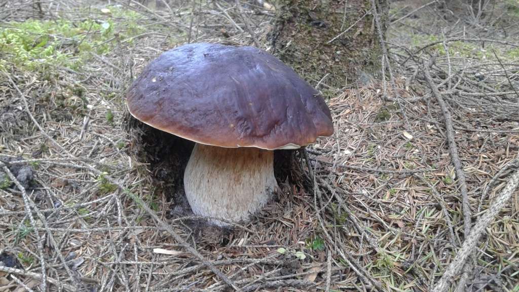 Autors: Sarmīte Ozola