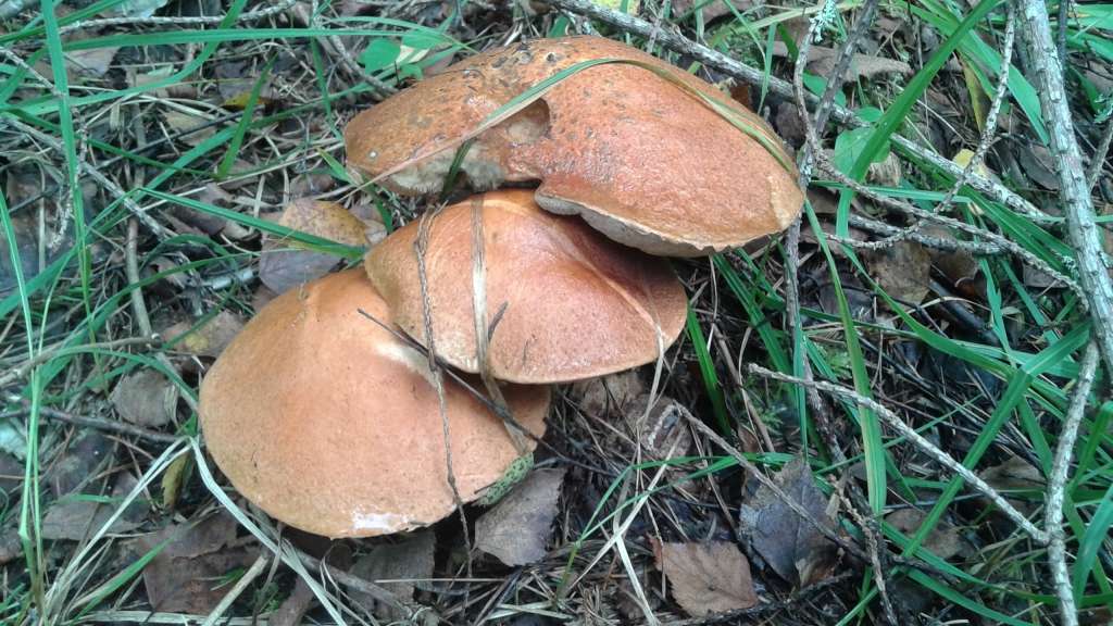 Autors: Sarmīte Ozola