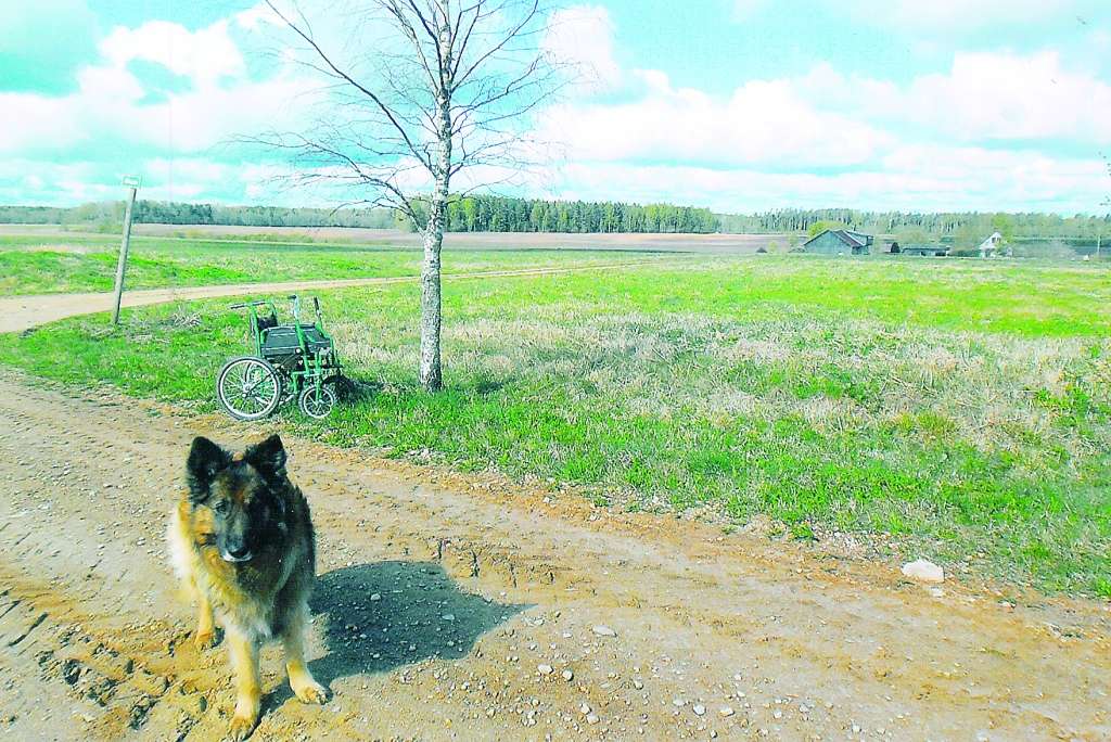 Palsmanes pagastā  pazudis suns Ringo. Saimniece lūdz palīdzēt viņu atrast un sola atlīdzību.                                                           
Autors: no personīgā arhīva