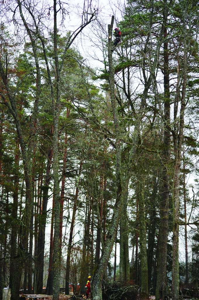 Arboristiem kapsētās strādāt ir sarežģīti vietas trūkuma dēļ, tāpēc bēdīgi slaveno Palsmanes sirseņu liepu  Juris Vaskis nozāģēja pakāpeniski pa daļām, sākot no galotnes.                                                        
Autors:  SANDRA PĒTERSONE