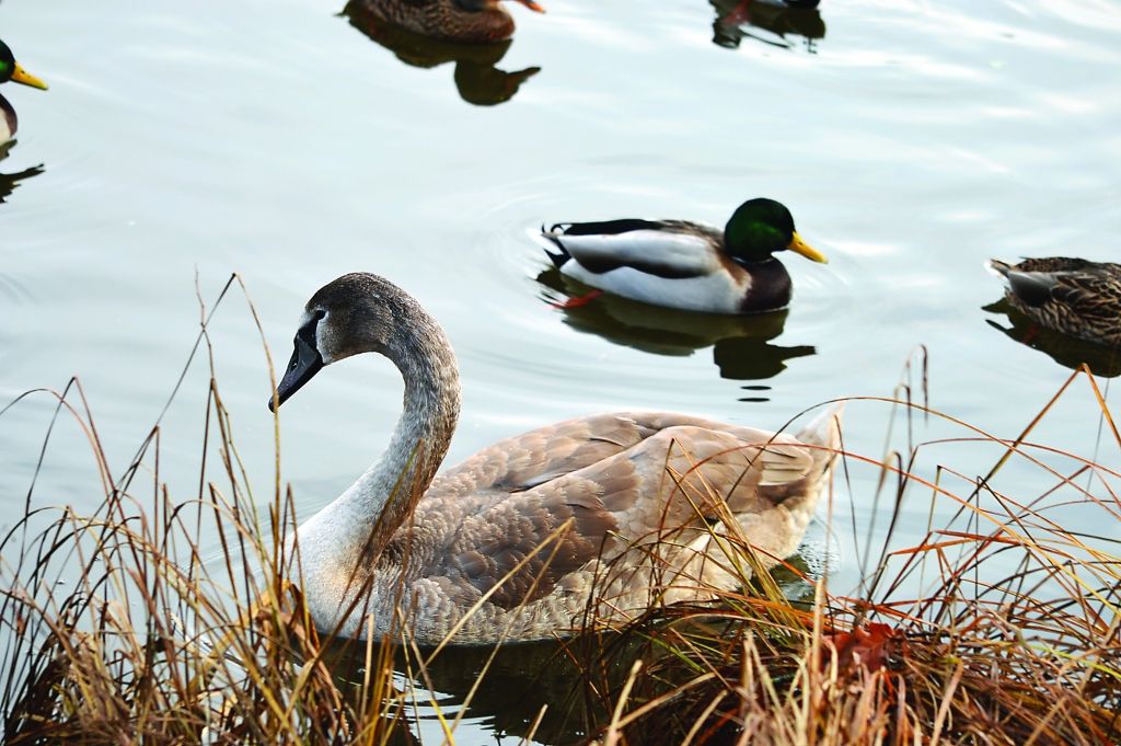 Smiltenē pēc gadu mijas pazudis daudzu cilvēku mīlulis - Vidusezera gulbis (fotogrāfija ar viņu uzņemta novembrī).                   
Autors:  SANDRA PĒTERSONE