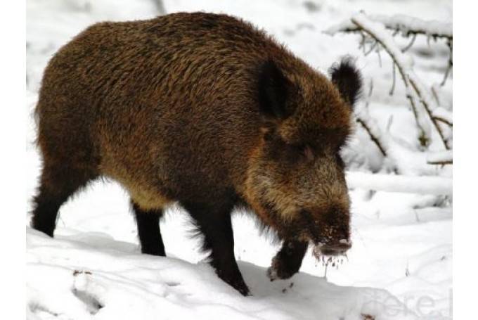 Autors: staburags.diena.lv