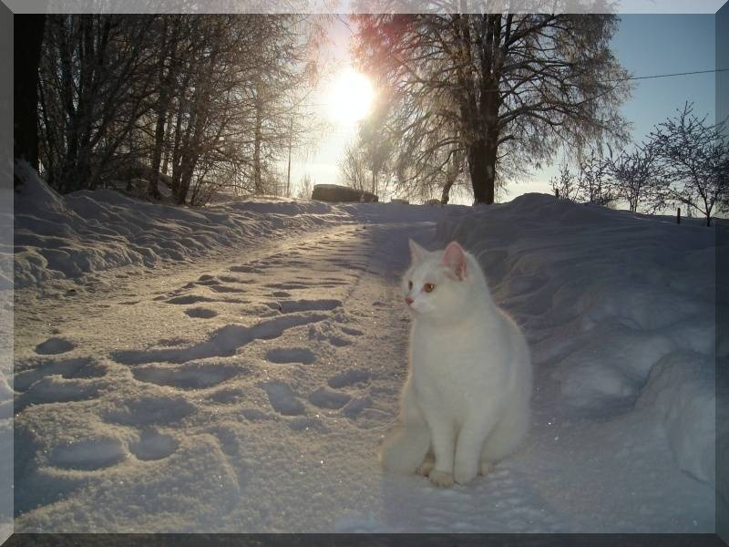 Autors: Sarmīte Ozola