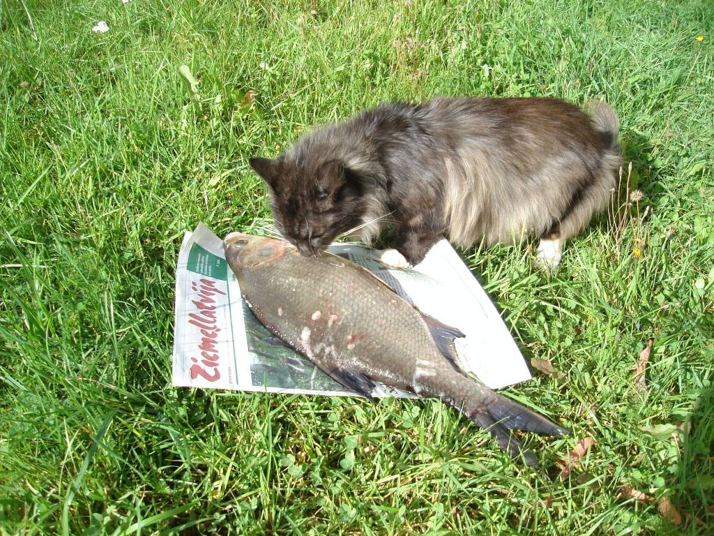 Autors: Sarmīte Ozola