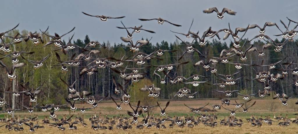 Autors: Sarmīte Kanašniece