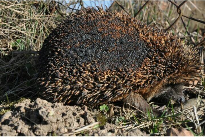 Autors: Ieva Rāzna/facebook