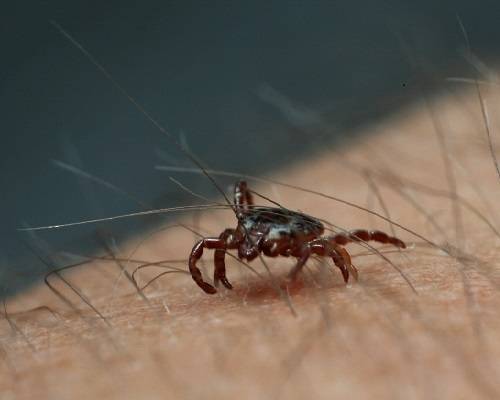 Avots: https://www.flickr.com/photos/courtneycelley/