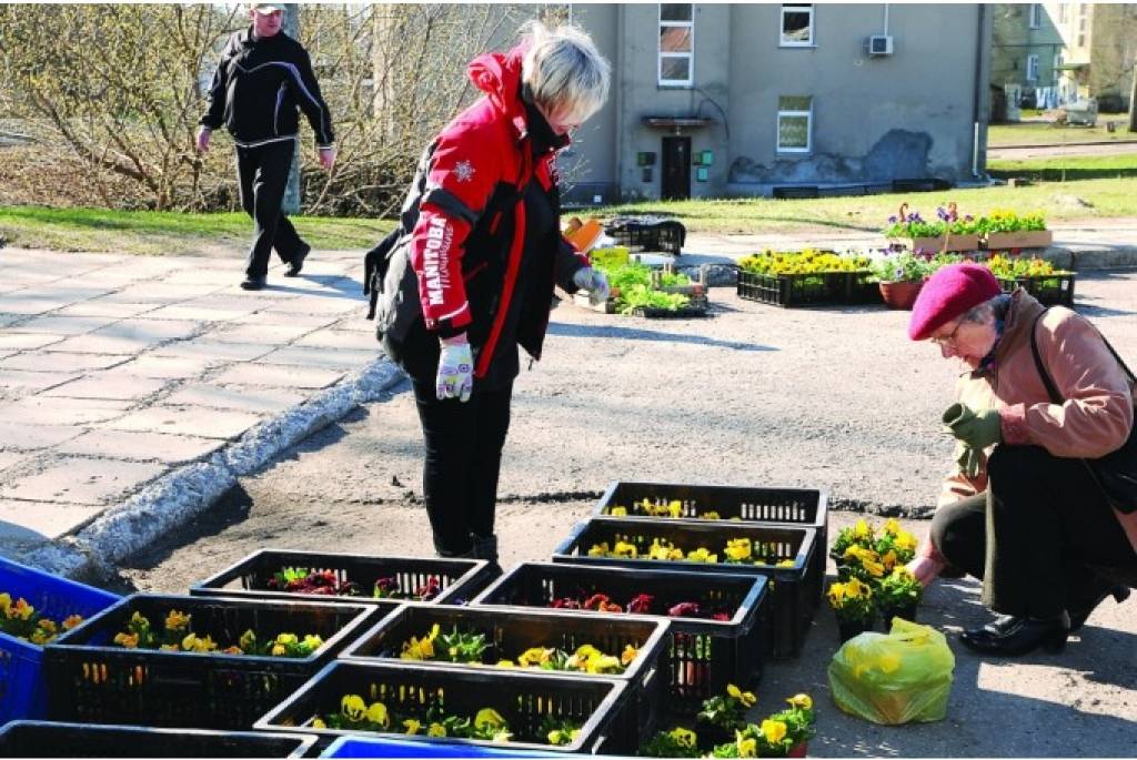Aluksniesiem.lv raksta attēla aizvietotājs
