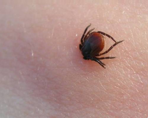 Autors: https://www.flickr.com/photos/mplonsky