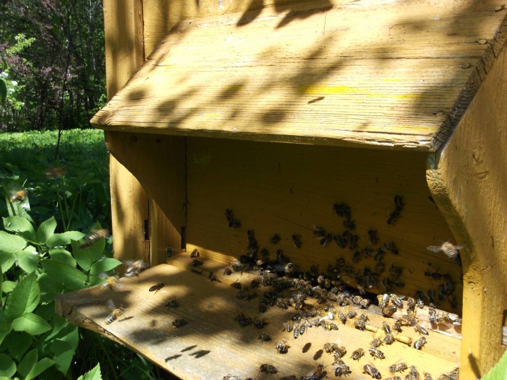 Autors: Sarmīte Ozola