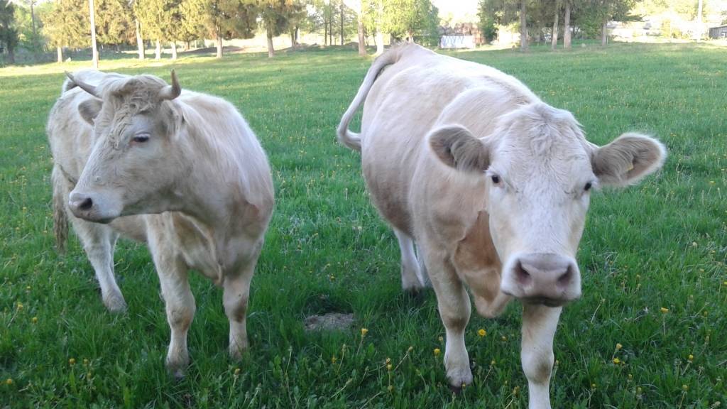 Autors: Sarmīte Ozola