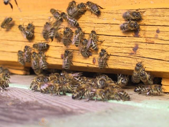 Autors: Sarmīte Ozola