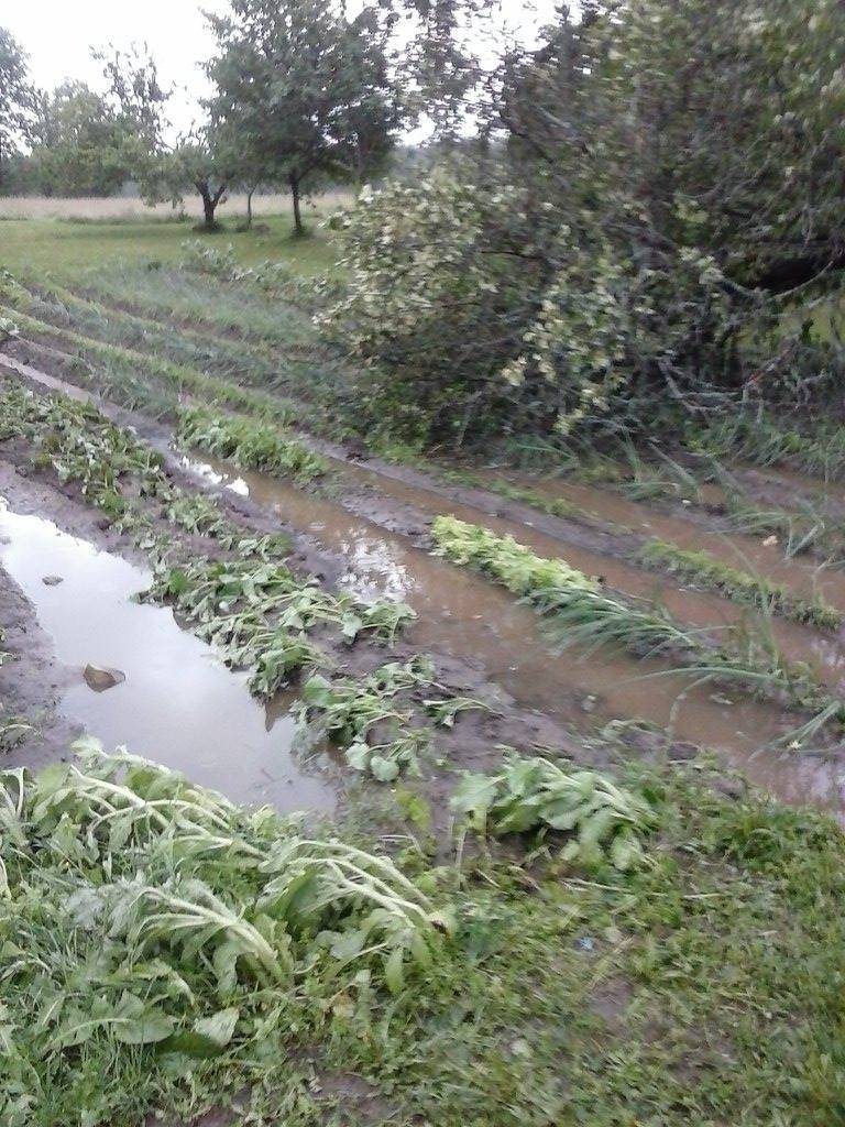 Ko nenopostīja trakais vējš, to noslīcināja lietus.                
Autors:  DIĀNA DUMBRE
