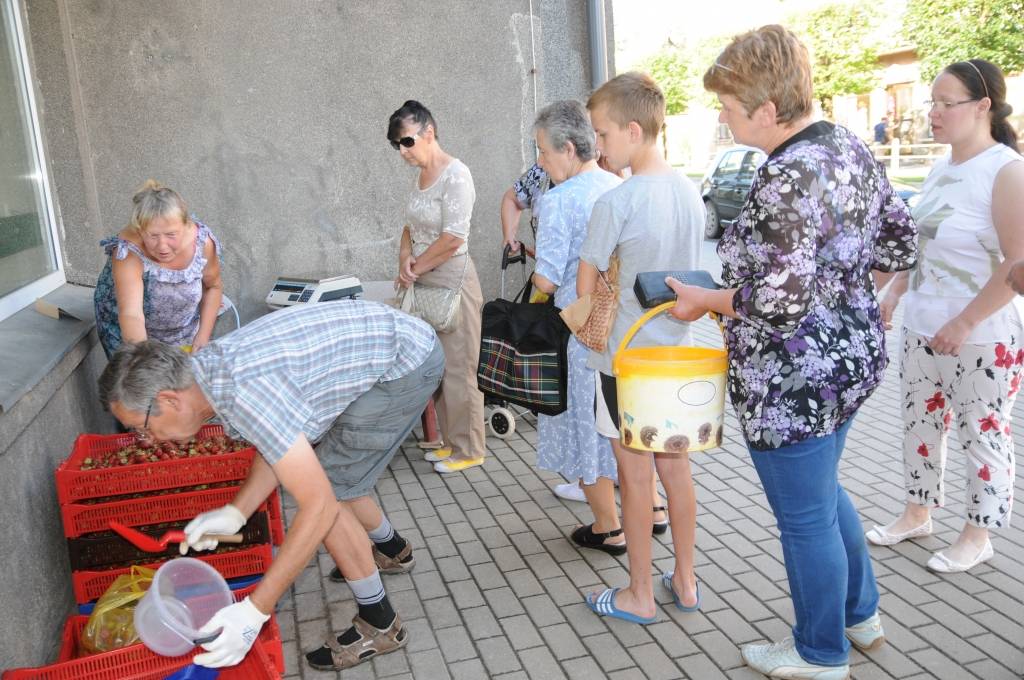 Katru reizi, kad Valkas centrā pie veikala “top!” zemenes tirgo Valkas pagasta “Saulīšu” mājas saimniece Lūcija Kaļinska, pircējiem ir jāstāv garā rindā. 
Autors: INGA KARPOVA