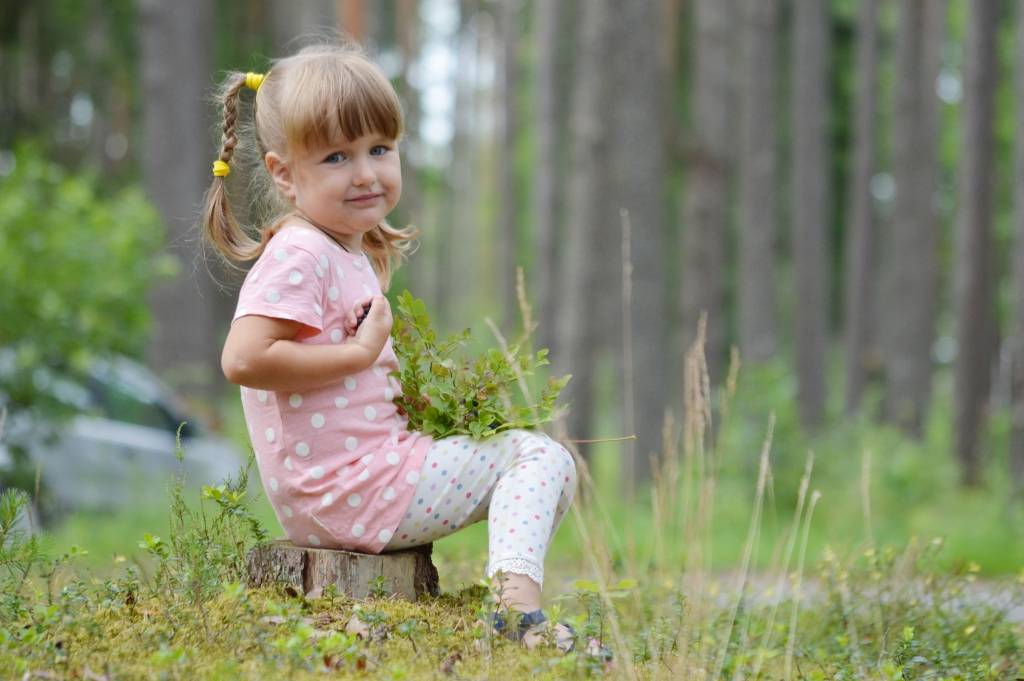Melleņu laiks ir klāt! Trīs gadus jaunā dāma Emīlija Elza Egle no Blomes pagasta izdomāja sapucēties un tad doties uz mežu mellenēs. Vitamīniem bagātās ogas meitenītei garšo labāk kā saldumi. Gardajās meža veltēs ir daudz vērtīgu vitamīnu, tāpēc Egļu ģimenē ogas tiek lietotas uzturā visu gadu. Šī ir viena no nedaudzajām reizēm, kad Emīlija kopā ar savu māmiņu Artu pašas devās uz mežu, lai gardu muti pamielotos ar mellenēm. Iemesls, kāpēc ogot neiet biežāk, ir nevēlēšanās sastapties ar čūskām, taču tieši šoreiz tā arī sanāca. Tomēr tas nesabojāja prieku par gardajām odziņām. Emīlijai ik vasaru tās sarūpē mammas krustmāte, kas nodarbojas ar melleņu uzpirkšanu. Daļa melleņu tiek apēstas svaigā veidā ar pienu un katru svētdienu ar pankūkām, bet daļa tiek saldētas. Šovasar melleņu mežā esot daudz, taču pagaidām ogas ir sīkas. Tāpat Egļu ģimenē iecienītas ir meža zemenes un gailenes. Latvijā meži ir pilni ar vitamīniem bagātām veltēm, kuras citās valstīs cilvēki pērk par dārgu naudu. Atliek vien novērtēt to, kas mums ir pieejams bez maksas, un doties ar gardu muti mellenēs.  
Autors: SANTA SINKA