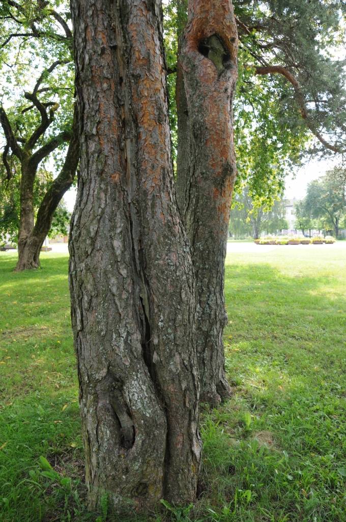 Dobumi priedēs liecina, ka koki ir bojāti.